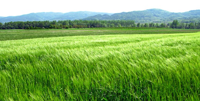 Reducing Your Gluten Load