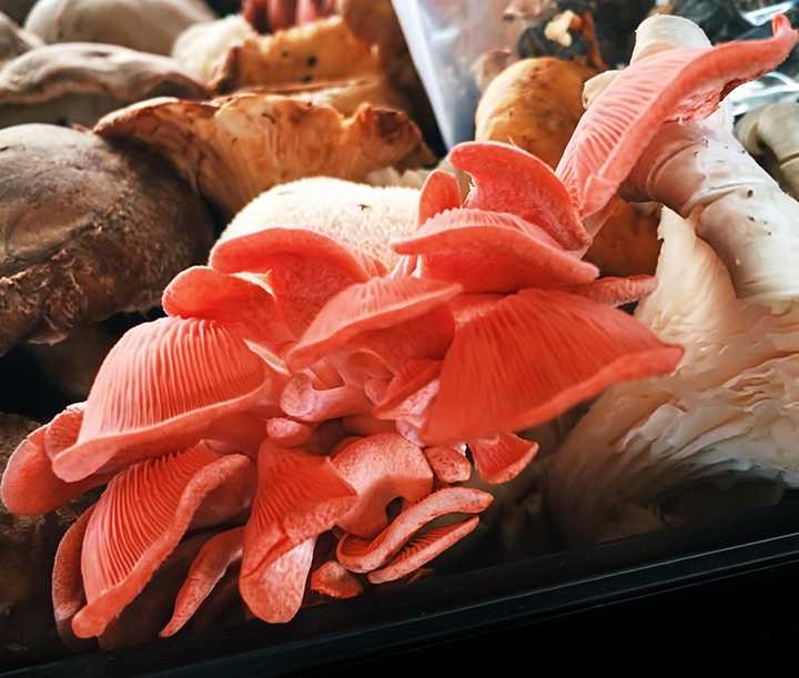 pink mushrooms at the farmers market